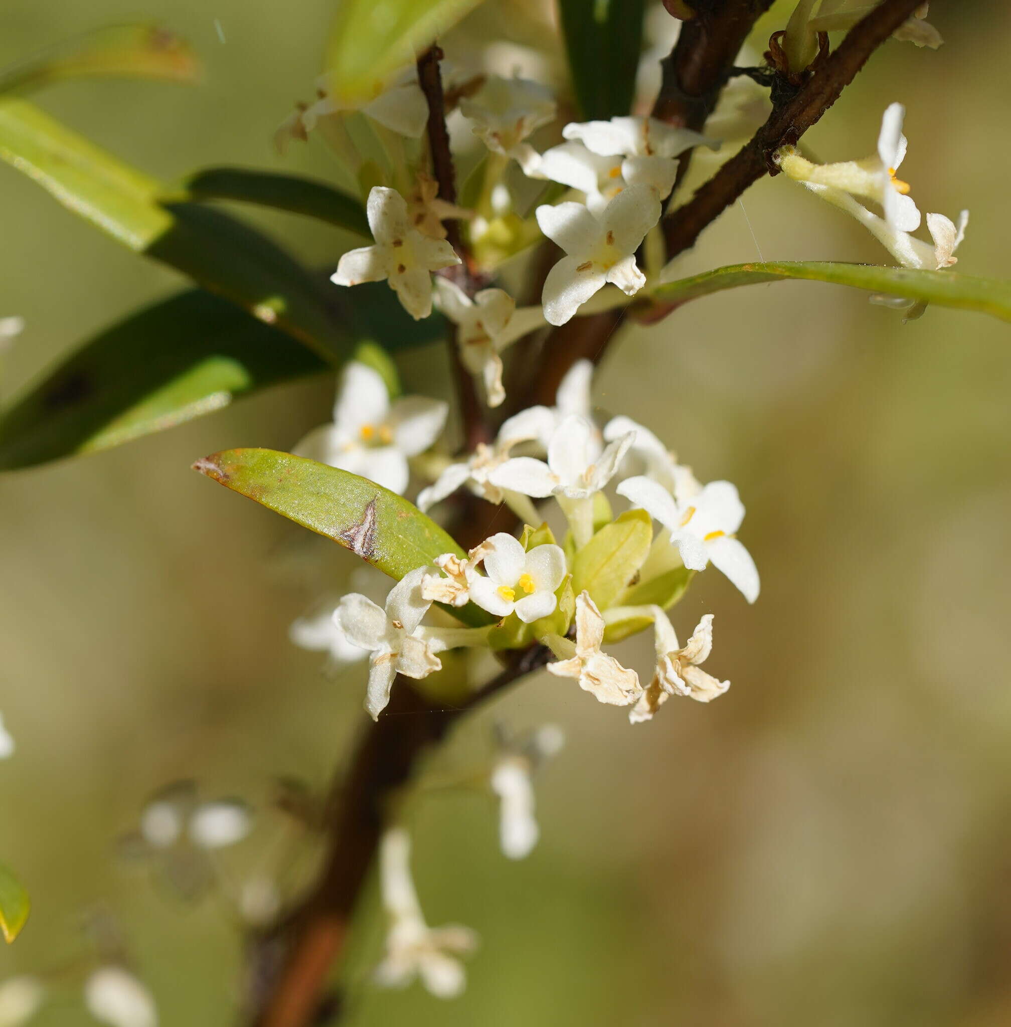 Image of Pimelea axiflora subsp. alpina (Benth.) Threlfall