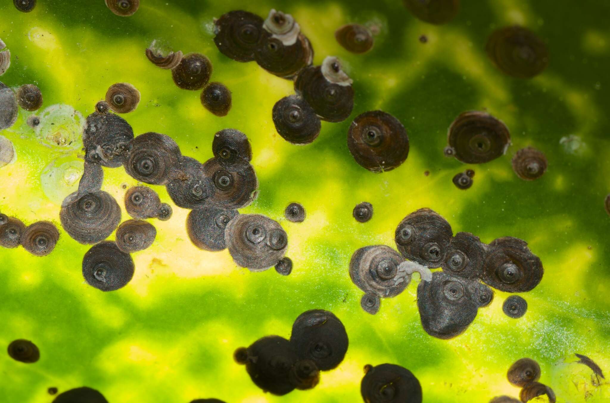 Image of Araucaria black scale