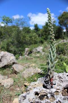 Image of Villadia cucullata Rose