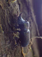 Image of Rugose Stag Beetle