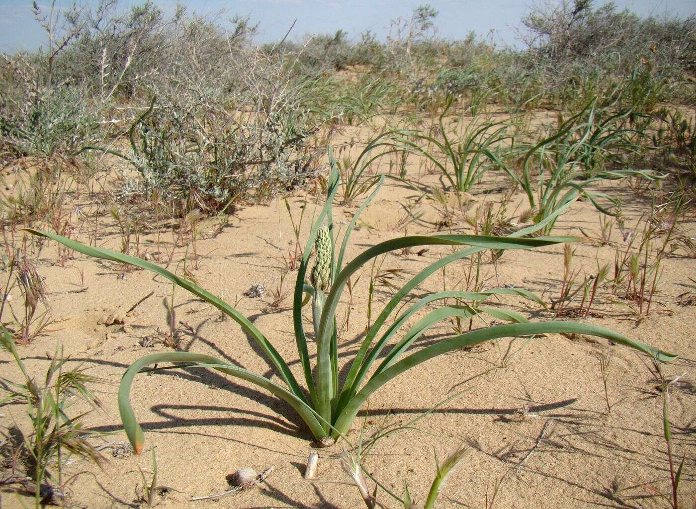 Слика од Eremurus inderiensis (M. Bieb.) Regel