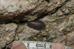 Image of Porcellio obsoletus Budde-Lund 1885