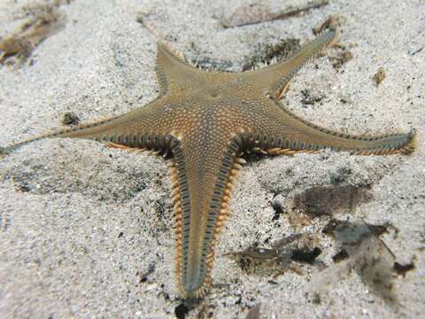 Image of Astropecten platyacanthus (Philippi 1837)