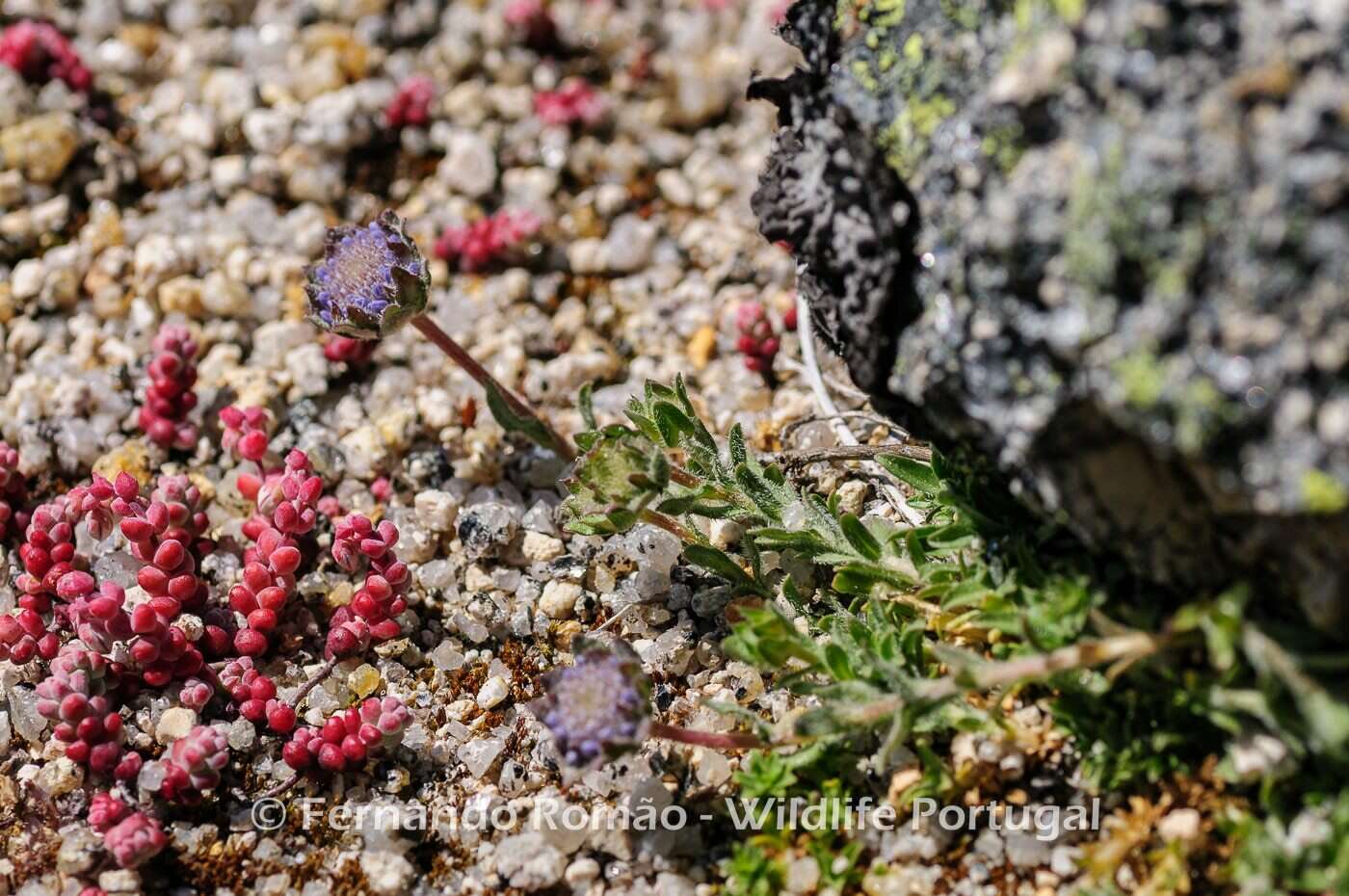 Image de Jasione crispa subsp. crispa