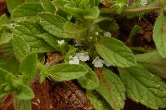 Image of Sideritis romana subsp. curvidens (Stapf) Holmboe