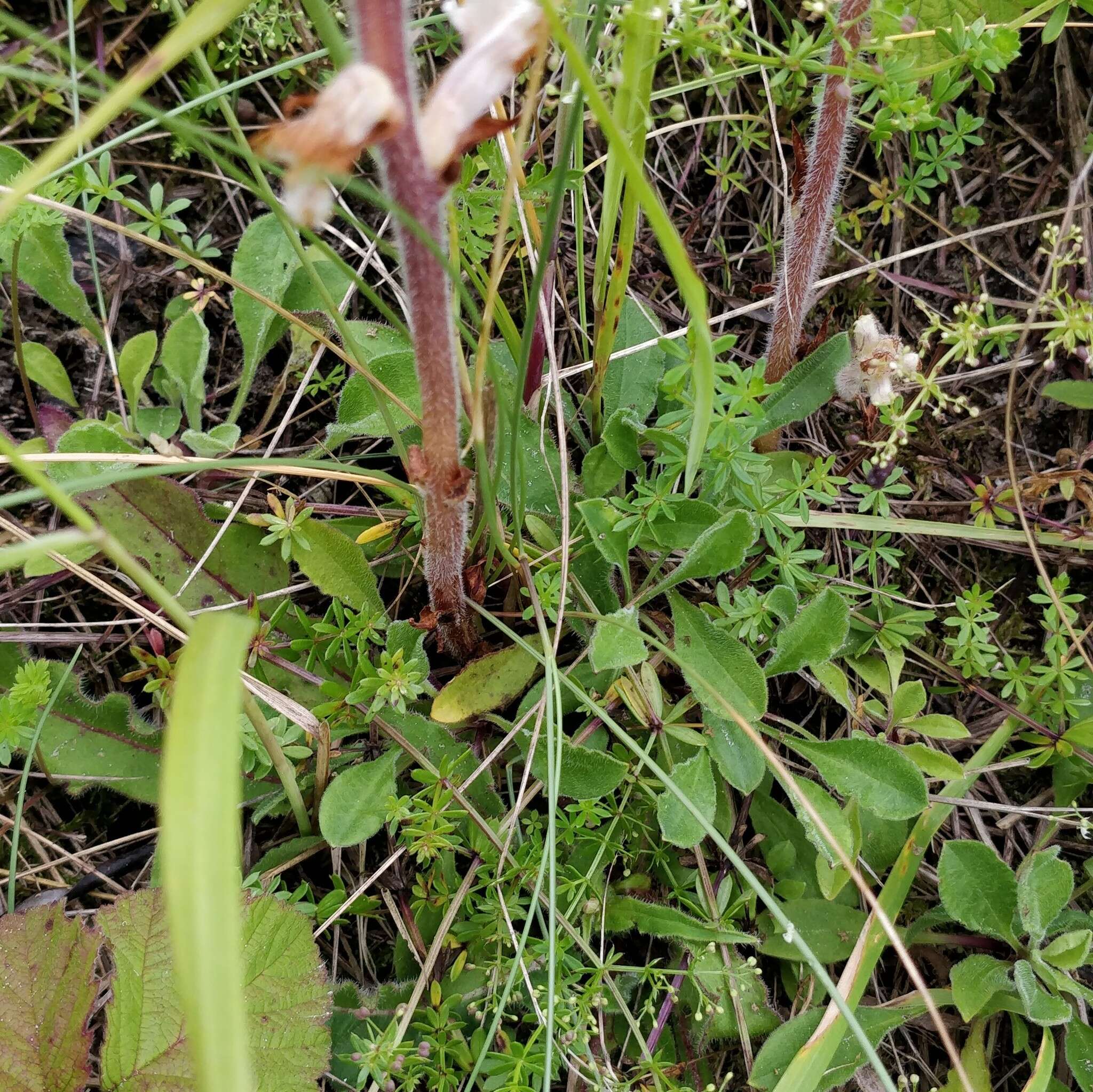 Image of oxtongue broomrape