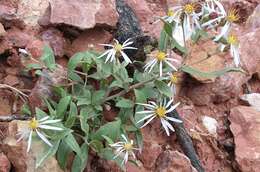 Image of Wasatch aster