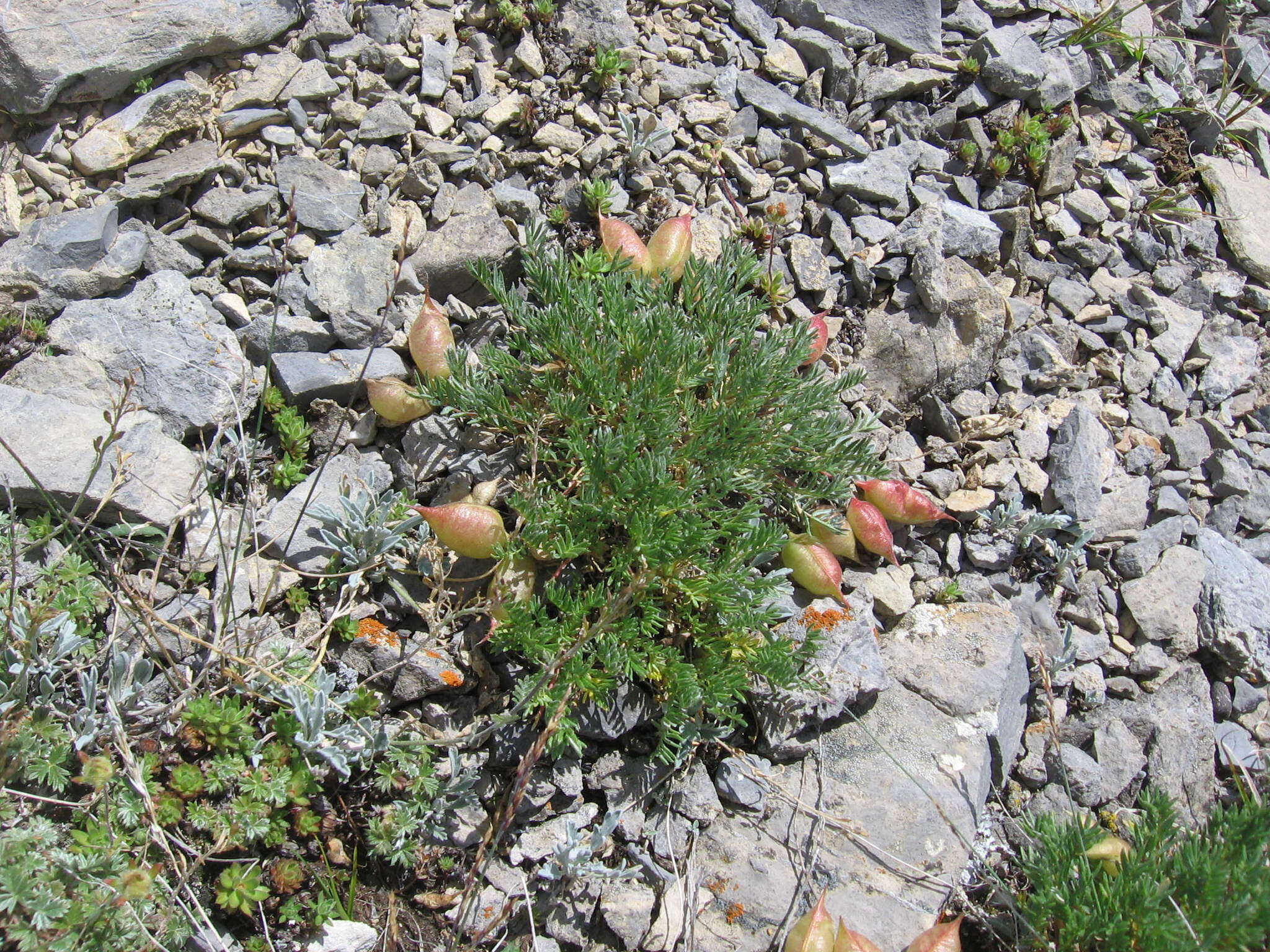 Image of stalkpod locoweed