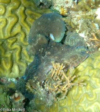 Image of Brazil reef octopus