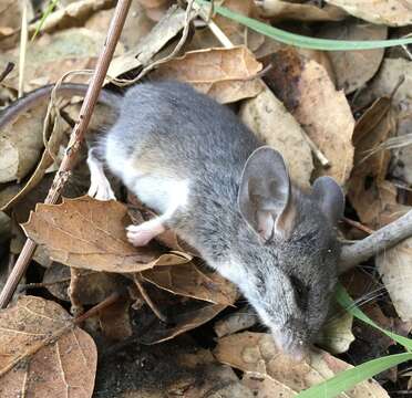 Image of California Deermouse