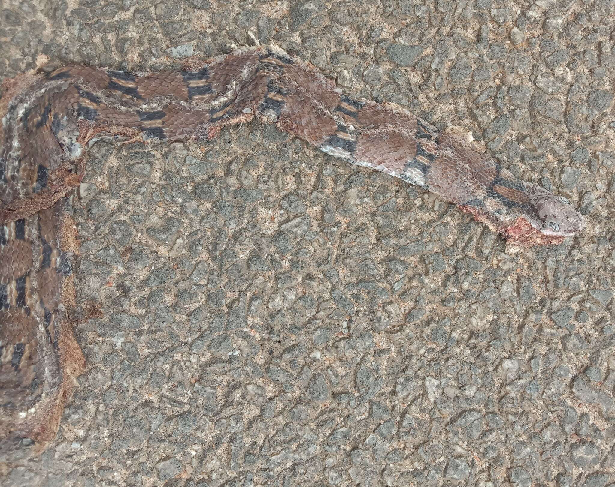 Image of Trinket Snake