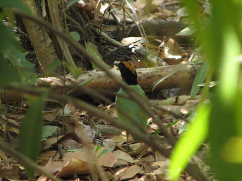 Image of Rainbow Pitta