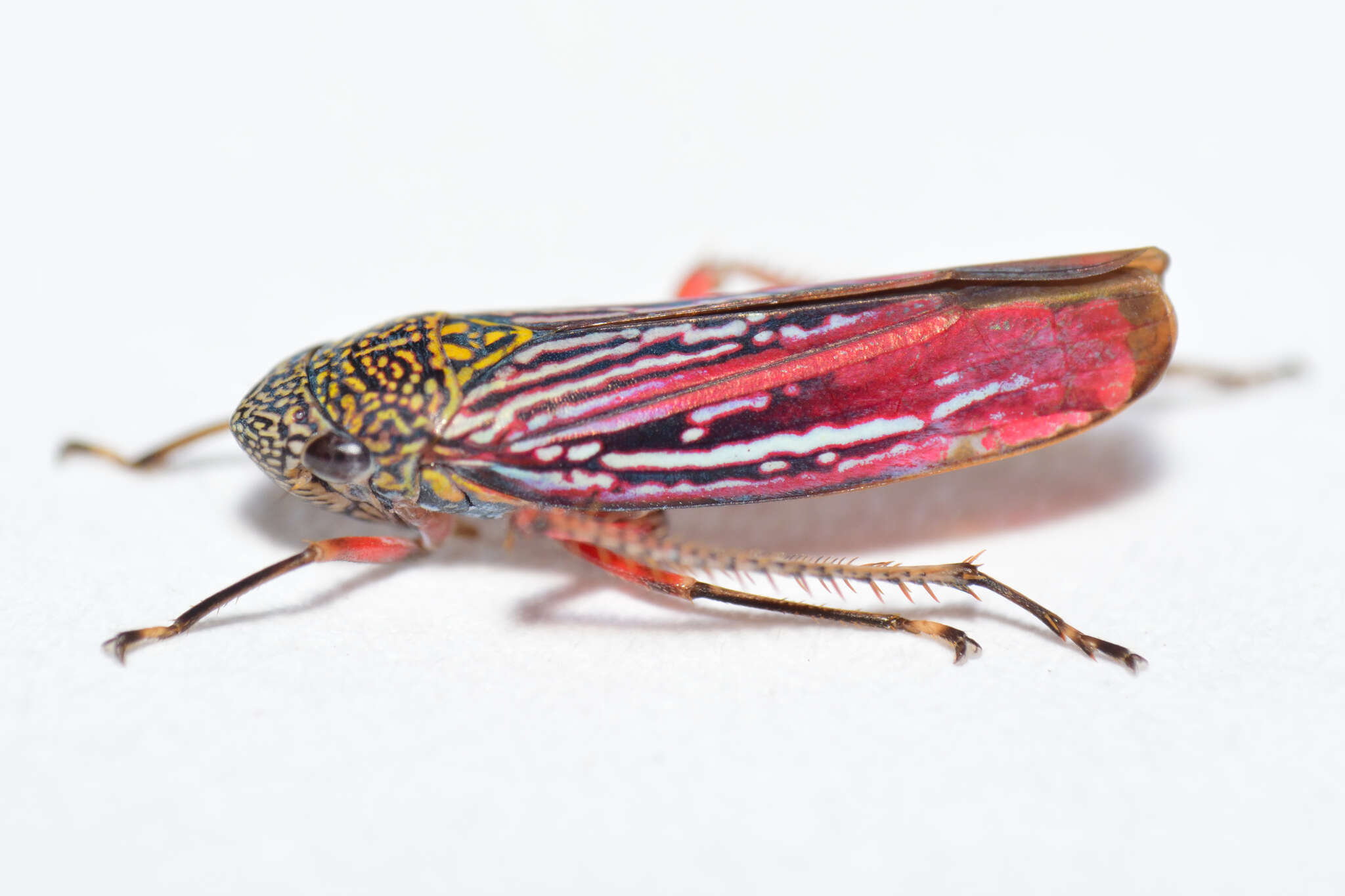 Image of Graphocephala punctulata (Signoret 1853)