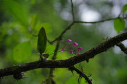 Plancia ëd Comparettia falcata Poepp. & Endl.