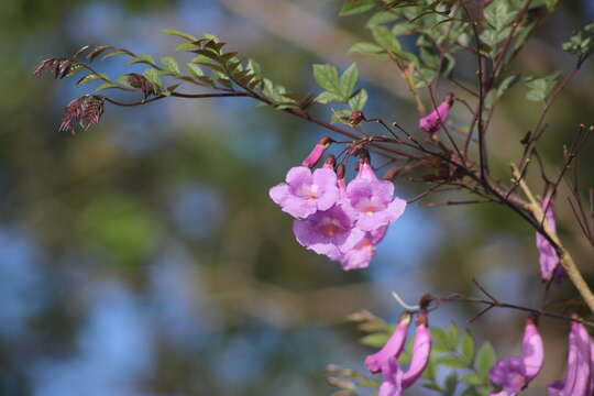 Image of Jacaranda puberula Cham.