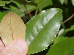 Image de Olearia furfuracea (A. Rich. & Lesson) Hook. fil.