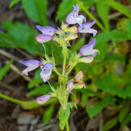 Image of Rattan's beardtongue