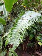 Imagem de Cyathea horrida (L.) Sm.