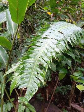 صورة Cyathea horrida (L.) Sm.