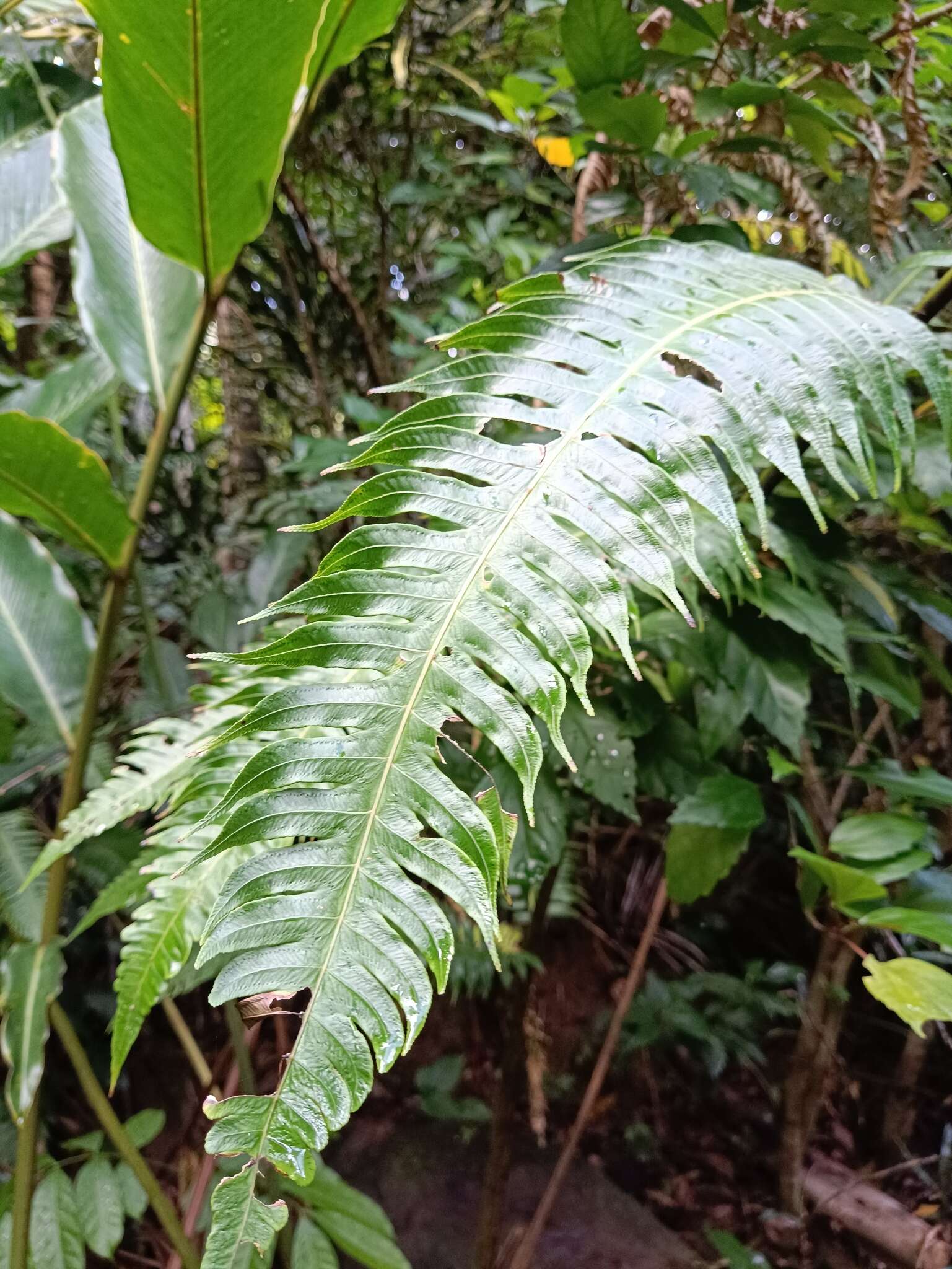 صورة Cyathea horrida (L.) Sm.