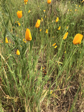 Image of tufted poppy