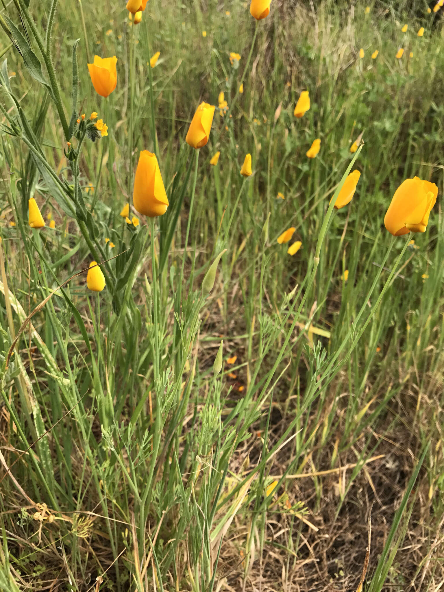 Image of tufted poppy