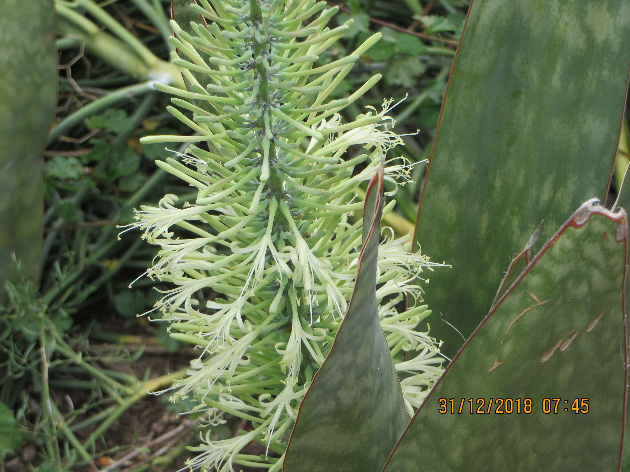 Image of iguanatail