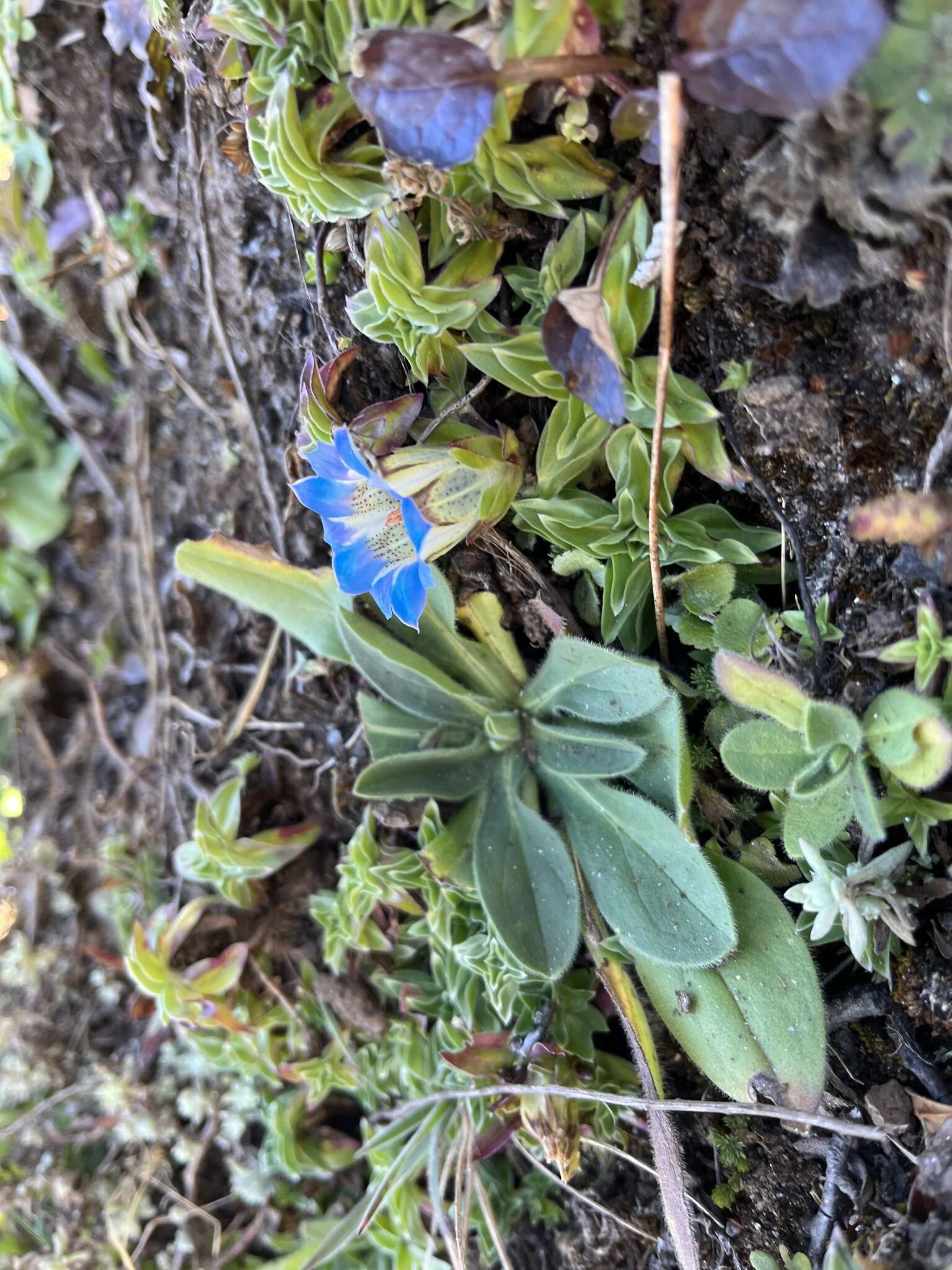 Image de Gentiana depressa D. Don