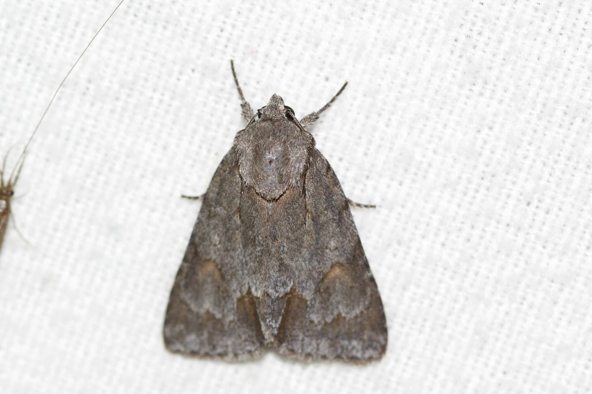 Image of Triton Dagger Moth