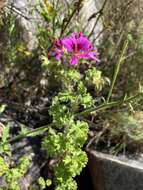 Image of Pelargonium englerianum Knuth