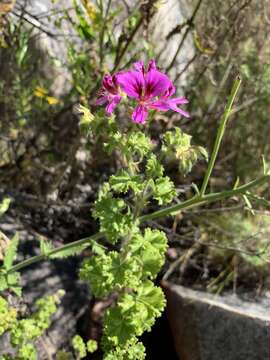 Image of Pelargonium englerianum Knuth