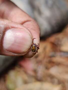 Слика од Ixodes acutitarsus (Karsch 1880)