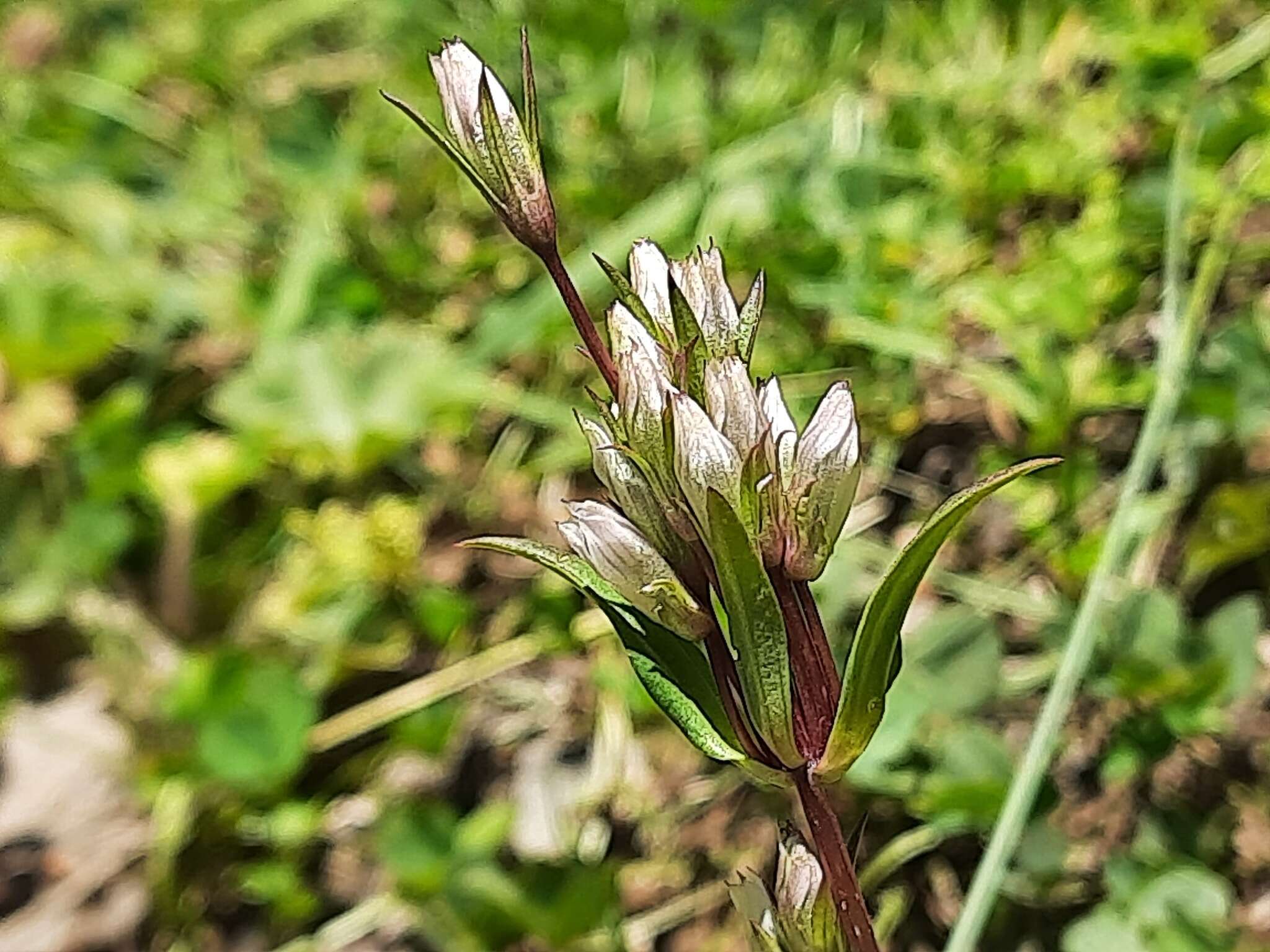 Imagem de Gentianella umbellata (M. Bieb.) Holub