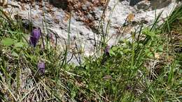 Image of rock clematis