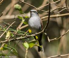 Ochthoeca leucophrys (d'Orbigny & Lafresnaye 1837)的圖片