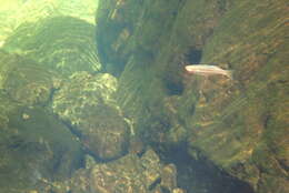 Image of Australian rainbowfish