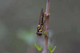 صورة <i>Allograpta ropala</i>