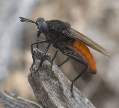 Imagem de Mydas ventralis Gerstaecker 1868