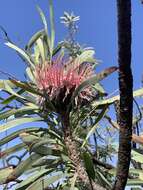 Image de Protea curvata N. E. Br.