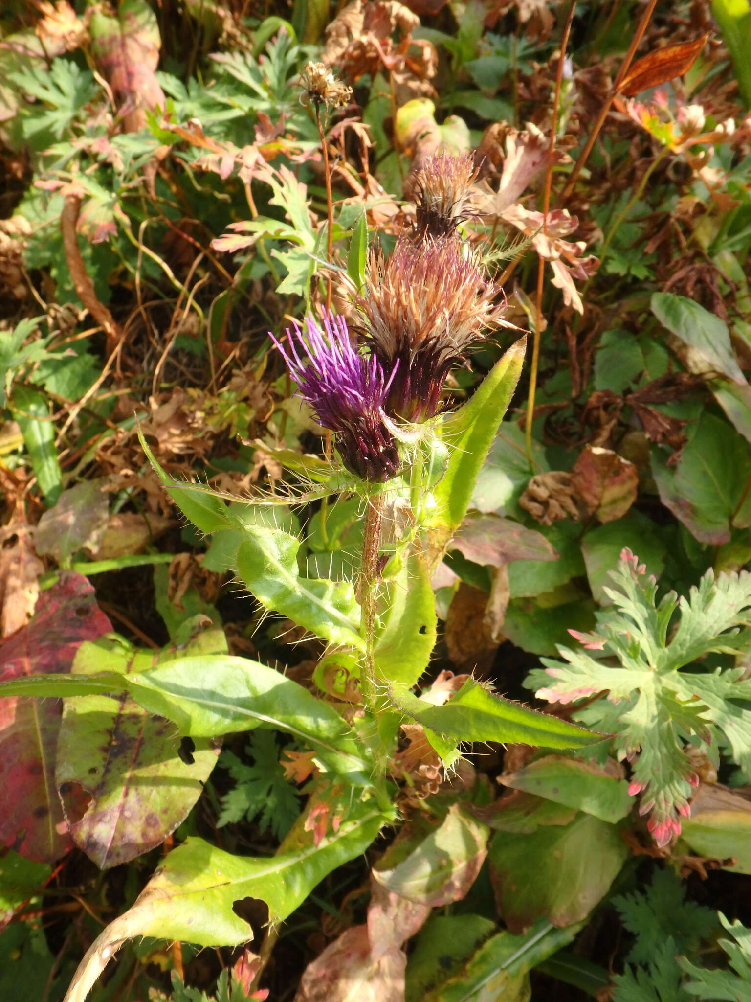 Imagem de Cirsium simplex C. A. Mey.