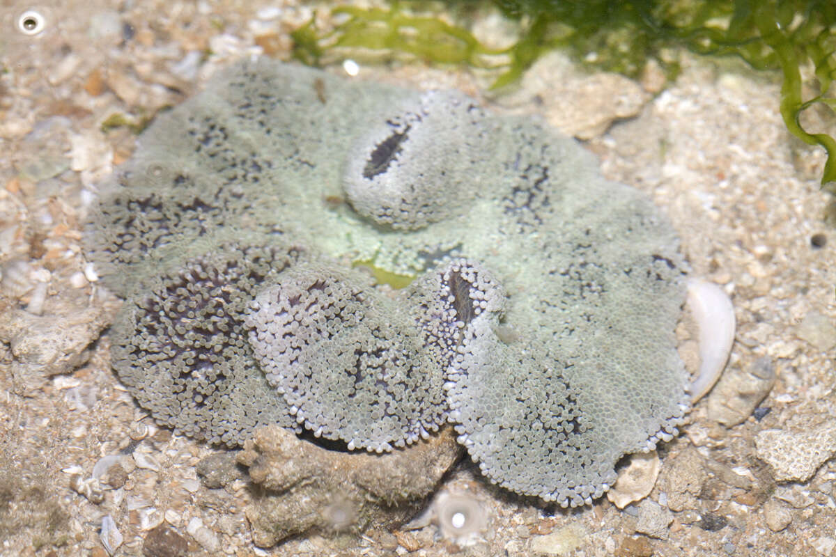 Image of Haddon's Carpet Anemone