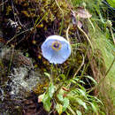 Imagem de Meconopsis bella Prain