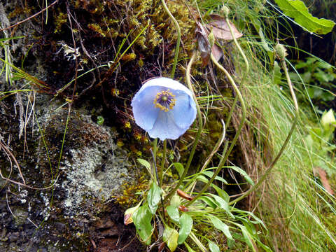 Imagem de Meconopsis bella Prain