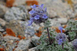 Plancia ëd Nepeta longibracteata Benth.