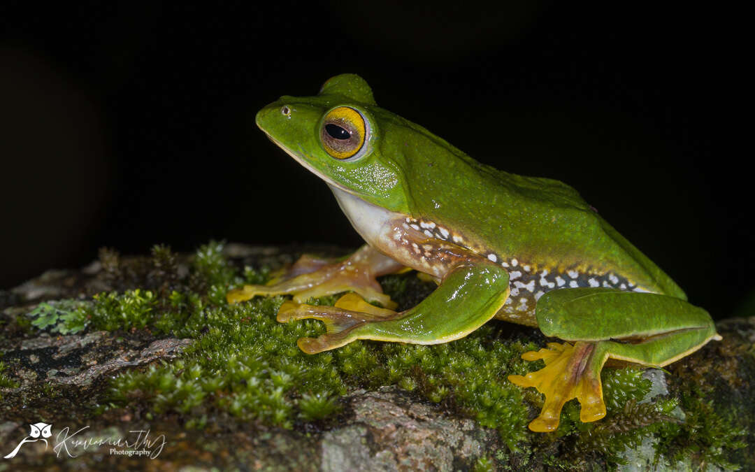 Image of Parachuting frog