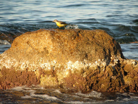 Image of Grey Wagtail