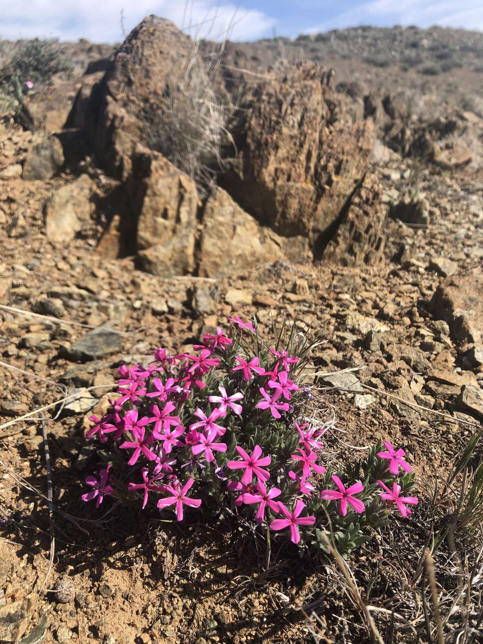 Image of Yreka phlox