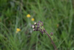 Image of <i>Senecio <i>polyodon</i></i> var. polyodon