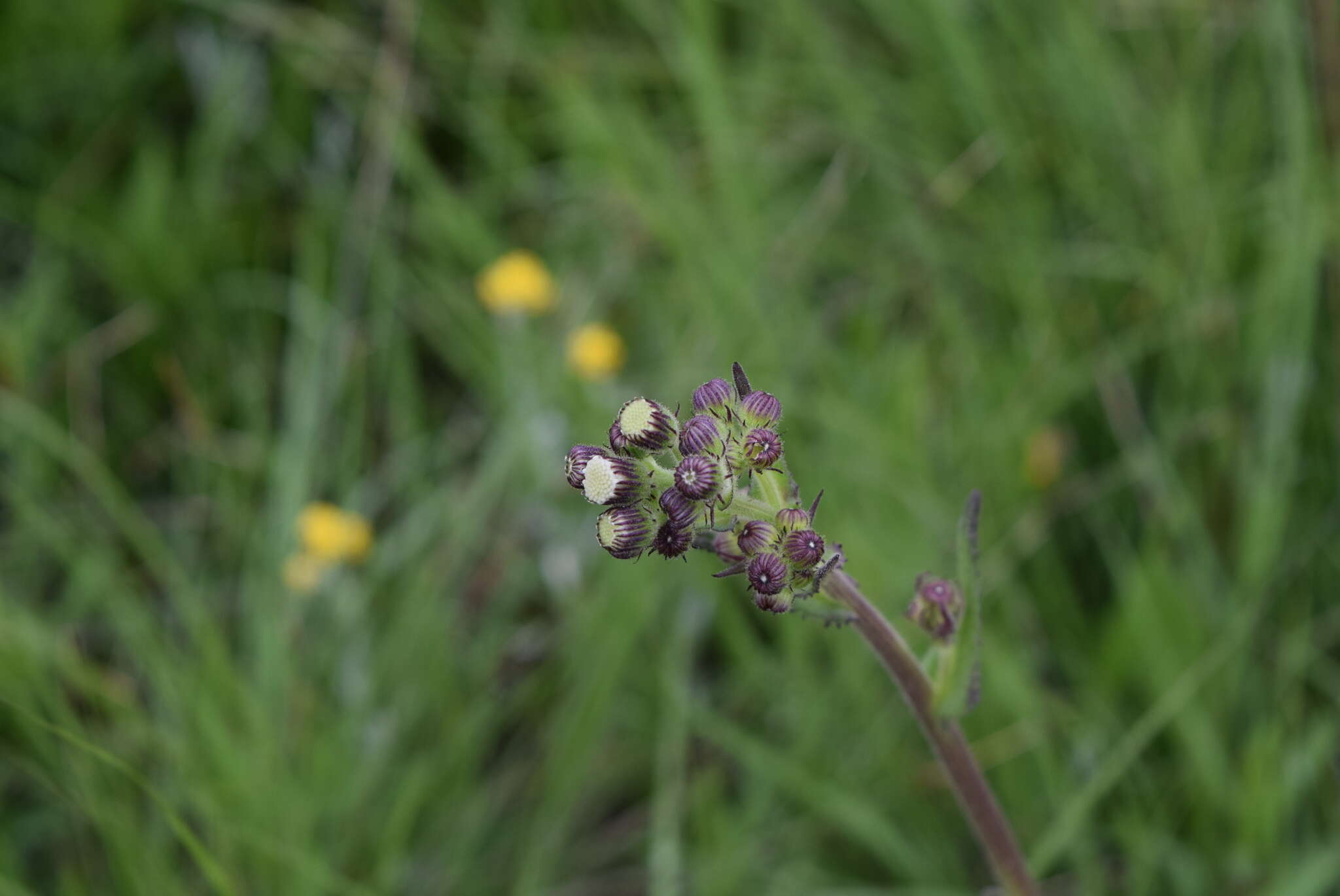 Image of <i>Senecio <i>polyodon</i></i> var. polyodon