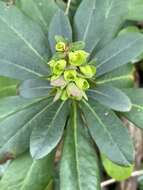 Sivun Euphorbia amygdaloides subsp. robbiae (Turrill) Stace kuva